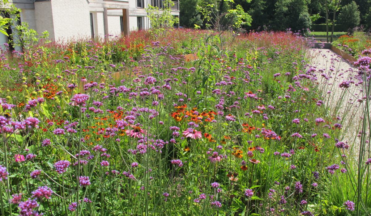 over_prairiebeplanting