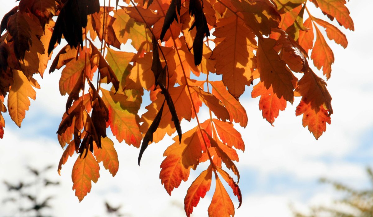 Koelreuteria-paniculata