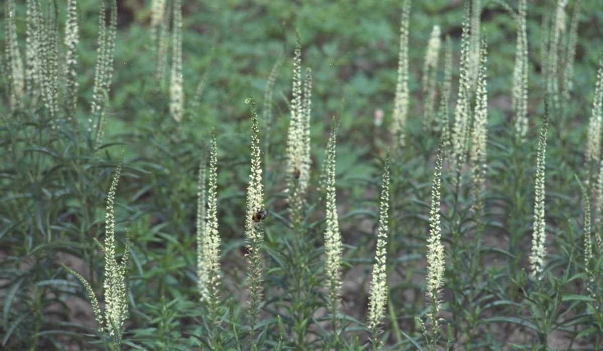 Veronicastrum virginiacum
